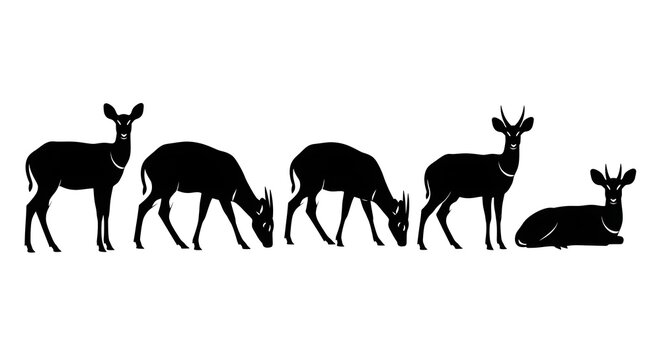 Fototapeta Silhouetted duikers isolated on white background, showcasing their graceful forms