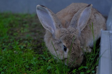 gray rabbit. little gray rabbit in green grass