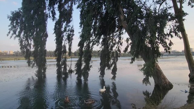 In a late evening, the branches of an Eucalyptus tree swaying like a willow tree by a lake side