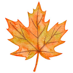 Watercolor Autumn Maple Leaf
Hand-painted watercolor illustration of a maple leaf in warm autumn colors, isolated on white background.