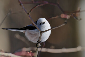 かわいいシマエナガ