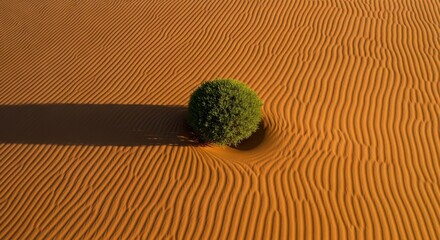 Lone green shrub thriving in vast desert sand dunes
