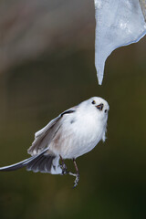 つららシマエナガ