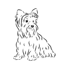 dog Biewer Yorkshire Terrier, vector sketch
