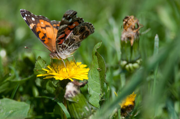 American Lady butterfly on yellow flower