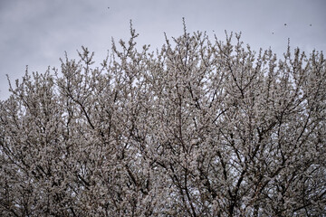 Spring background of branches of a blossoming tree on blue sky. Plum blossoms trees in spring. White plum blossom, beautiful white flowers, plum branch.