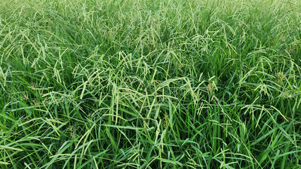 Dallis grass (Paspalum dilatatum) is a robust perennial found in warm climates. It is often considered a forage grass for livestock but can also be a common lawn weed