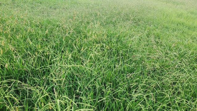 Panicum coloratum, or Klein grass, is a warm-season perennial grass. Valued for its drought tolerance and high-quality forage, it is widely used for livestock grazing in warm regions