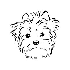 portrait of a dog Biewer Yorkshire Terrier, vector sketch
