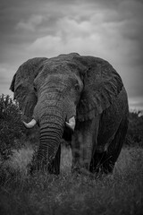 Majestic African Elephant in Black and White