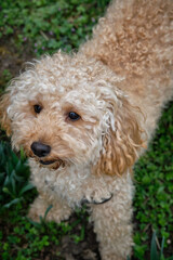 Poodle on the grass. Dog in nature. Dog of the Poodle breed. The puppy lying, smiling and poses for the camera.