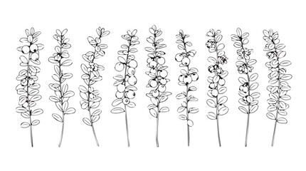 Delicate botanical sketch of lavender stems and flowers for elegant design projects silhouette