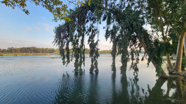 In a late evening, the branches of an Eucalyptus tree swaying like a willow tree by a lake side