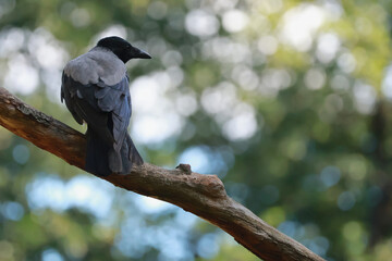 Crow on a branch