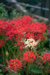 white spider lily standing out among red spider lily flowers