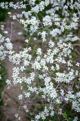 Early blossomed wild plum tree with white flowers and green leaves.
