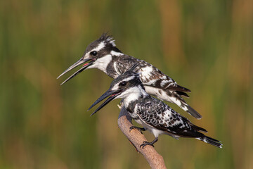 two standing on a branch Pied Kingfisher