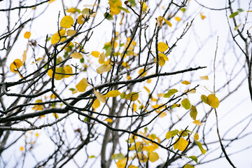 Yellow autumn leaves