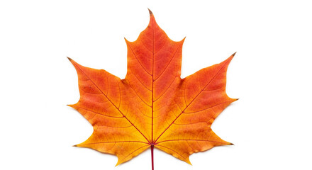 Fototapeta premium Orange and red maple leaf isolated on white background, showcasing autumnal colors and natural texture, ideal for seasonal designs or fall-themed projects, free space for text