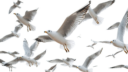 Obraz premium seagulls isolated on white background