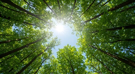 Fototapeta premium sun shining through branches
