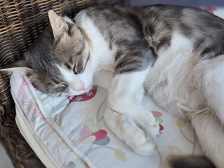 Young black and white cat. Beautiful cat.