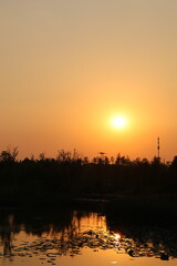 Naklejka premium Golden Sunset over Tree Line