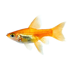 Professional Molly Fish Isolated on White Background for Stock Photos