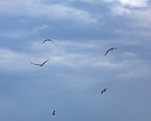 Three birds flying in the sky