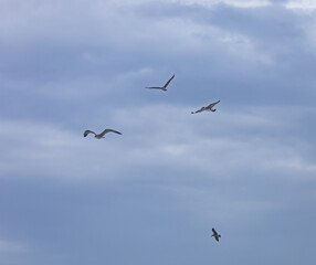 Three birds flying in the sky