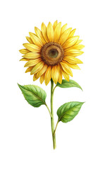 Fototapeta premium Beautifully illustrated single sunflower with bright yellow petals and green leaves