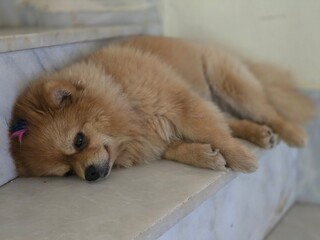 A small, shaggy, red-haired dog. A small Pomeranian.