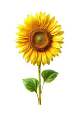 Fototapeta premium Detailed Sunflower Portrait with Petals, Seeds, Stem, and Leaves on White Background