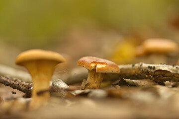 A brown mushroom with bite marks on the forest floor surrounded by leaves and twigs, mushrooms on the forest floor covered with brown leaves, mycelium
