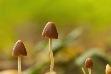 Three brown mushrooms of different heights, brown mushrooms growing on rotten wood on the forest floor, with round caps, green-brown forest background, mycelium growing on rotten wood next to moss