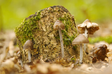 Brown mushrooms growing around a tree stump, running on the forest floor surrounded by mushrooms, growing mycelium near rotten wood with round caps, moss growing around a tree stump
