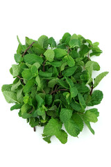 Obraz premium Fresh Green Basil Leaves Isolated on White Background