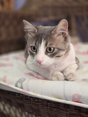 Young black and white cat. Beautiful cat.
