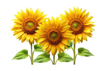 Obraz premium A trio of vibrant sunflowers standing tall against a white background