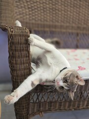 Young black and white cat. Beautiful cat.