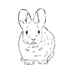 rabbit, vector sketch