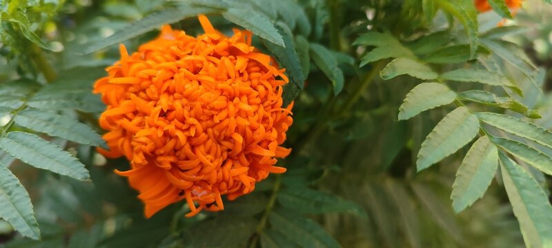 The Warmth of Fiery Orange Marigolds. A vibrant orange hybrid marigold in full bloom. The dense petals showcase rich color and unique shape, surrounded by soft, dark green foliage.
