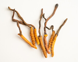 Cordyceps sinensis or Ophiocordyceps sinensis isolated on white background, mushroom herb treatment medicine.