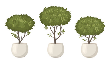 Three potted green topiary trees with rounded leafy crowns and slender branches in white pots silhouette