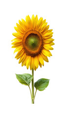 Fototapeta premium Closeup of a Vibrant and Stunning Sunflower in Full Bloom Isolated