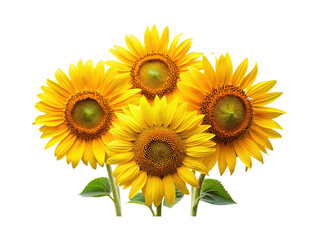 Four vibrant sunflowers in full bloom with a clean white background.