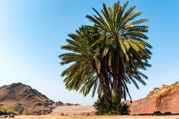 Single palm tree in arid environment with mountain backdrop
