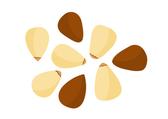 Pine nuts isolated element. Organic superfood ingredient clipart for healthy diet. Natural seed vector illustration on white background