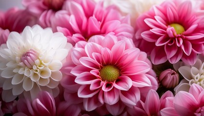 Obraz premium vibrant pink and white flowers close up