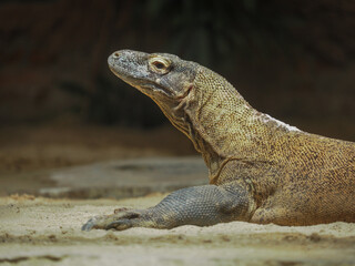 Fototapeta premium Komodo 
